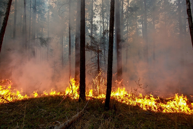 Лесной пожар вспыхнул в Баргузинском районе