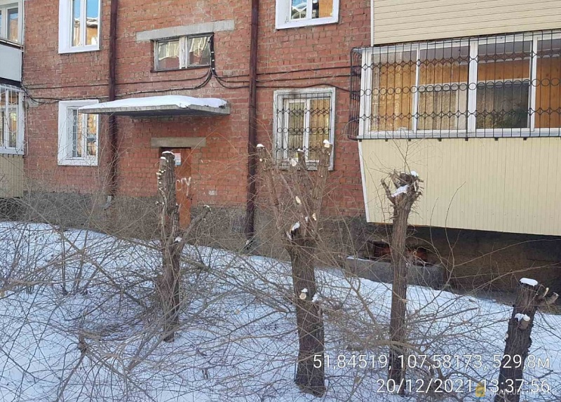 В столице Бурятии управляющую организацию оштрафовали за неправильную обрезку деревьев