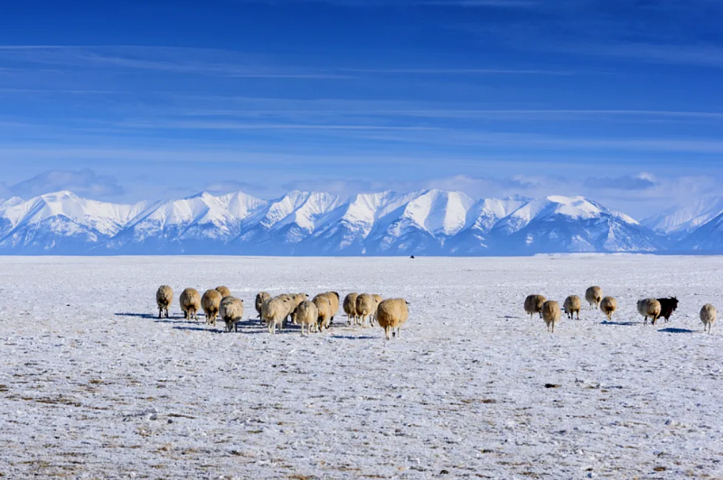В Монголии погибло более 2,1 млн голов скота 