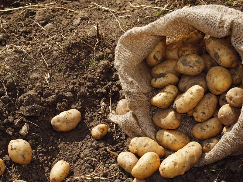 В Бурятии урожай картофеля превысил показатели 2022 года почти на 20%