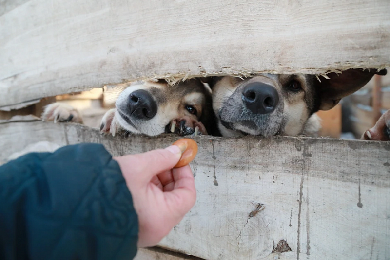 Бездомных собак из Бурятии увозят в Красноярск
