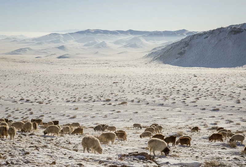 30 сомонов в 12 аймаках Монголии страдают от зимней бескормицы