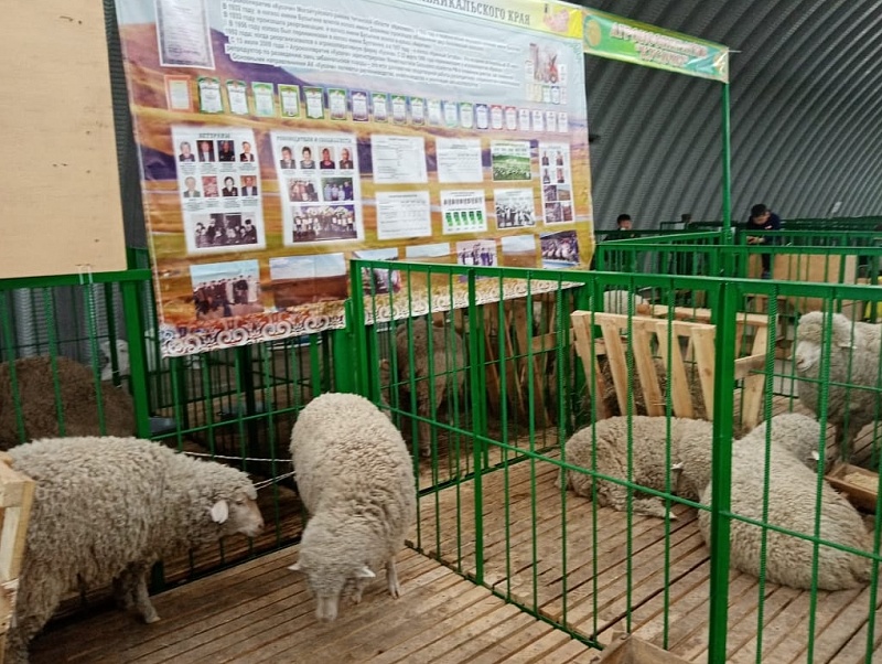 В Бурятии проходит Сибирско-Дальневосточная межрегиональная выставка племенных овец и коз