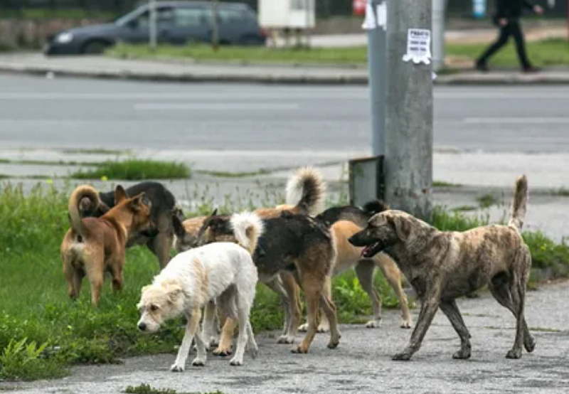 Власти Бурятии решили усыплять бродячих собак