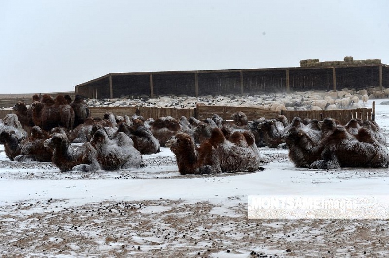 В Монголии началась перепись поголовья скота