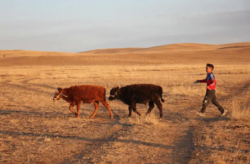 Дети монгольских скотоводов вынуждены отказываться от кочевого образа жизни