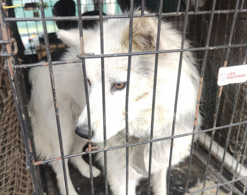 В Улан-Удэ с начала года отловили пять тысяч бездомных собак