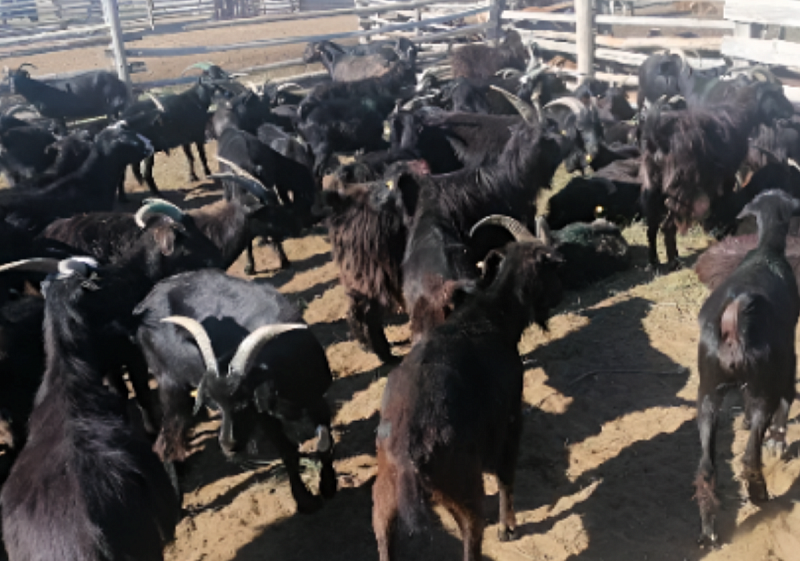 Тувинская пуховая порода коз подтверждена федеральными экспертами