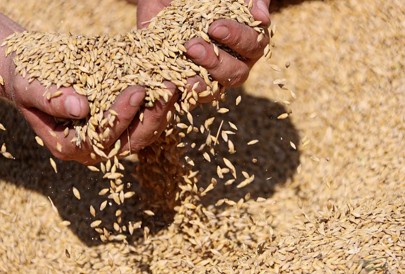 Монголия собрала рекордный урожай зерна и овощей