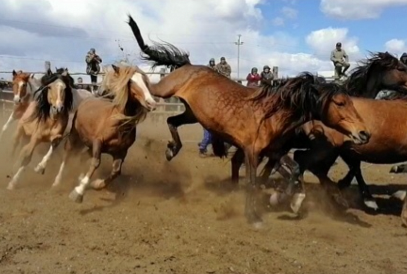 В Цаган-Челутае прошел праздник табунщиков "Даага дэллээн"