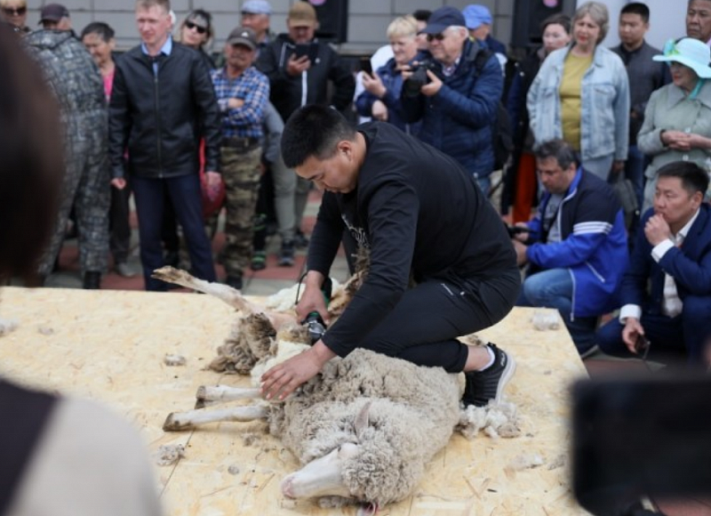 Забайкальские стригали стали лучшими на Всероссийской выставке овец