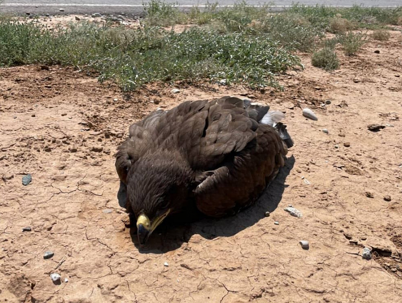 В Калмыкии туристы спасли молодого степного орла