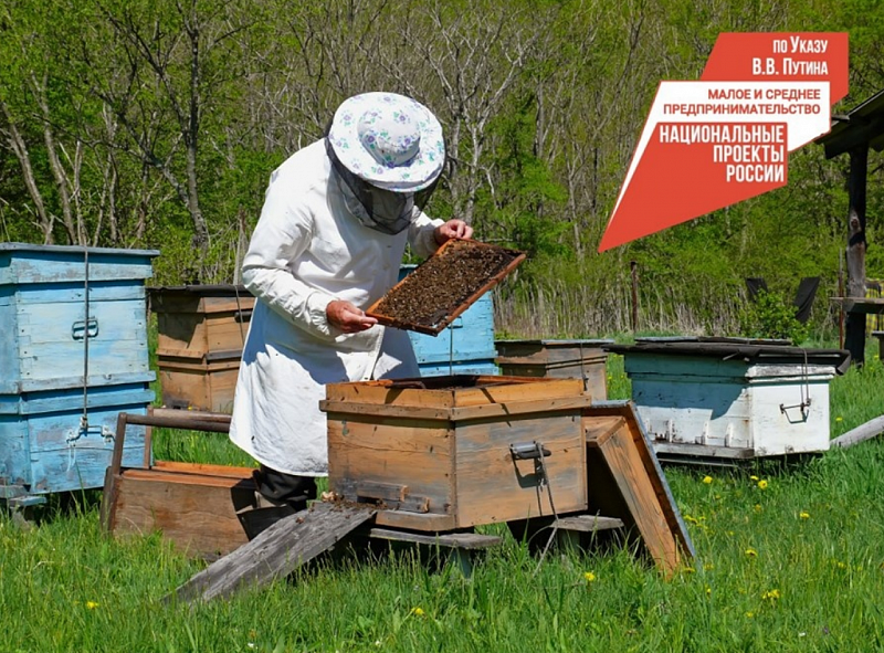 Жителей Бурятии приглашают на курсы пчеловодов