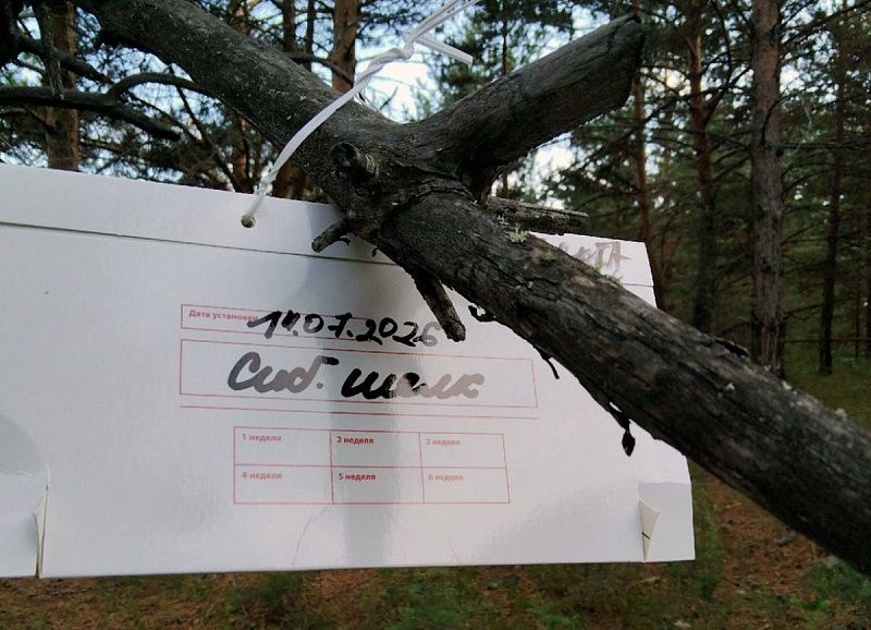 Более 8,8 млн гектаров леса обследовано в Бурятии в рамках фитосанитарного мониторинга