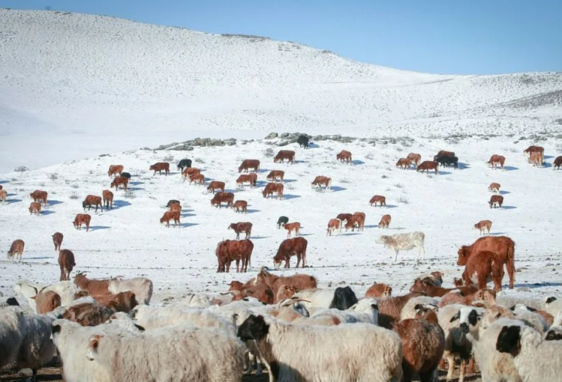 В 2022 году поголовье скота в Монголии на зимовке составит 71,2 млн голов