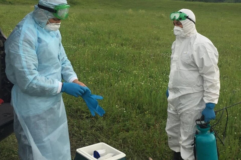 На границе с Монголией обнаружены очаги бубонной чумы