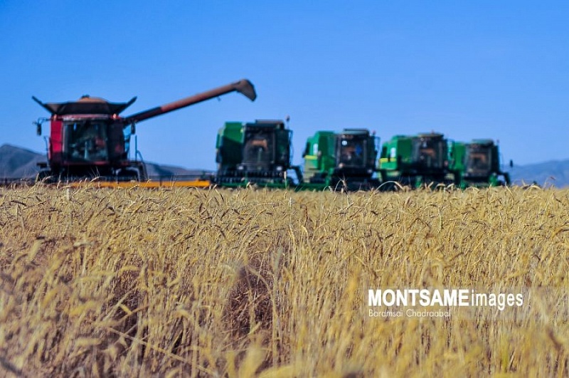 Объем собранного в Монголии зерна составил 413,9 тыс.тонн
