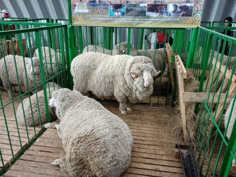 Хозяйства из Забайкалья участвуют в Сибирско-Дальневосточной выставке овец в Улан-Удэ