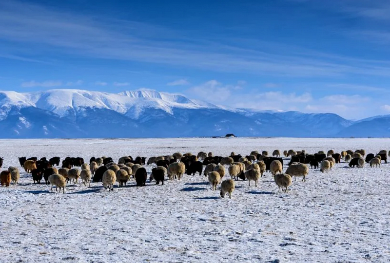 41 сомон в Монголии страдает от дзуда