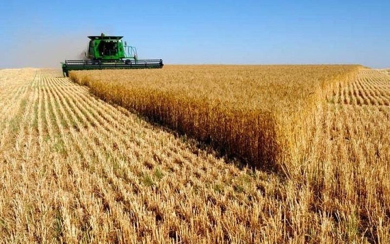 Урожай 2026 года полностью удовлетворит внутренний спрос Монголии на пшеницу и картофель