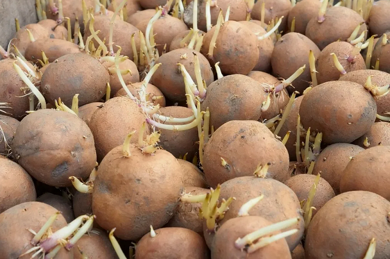 Красноярский край планирует поставлять в Монголию семенной картофель