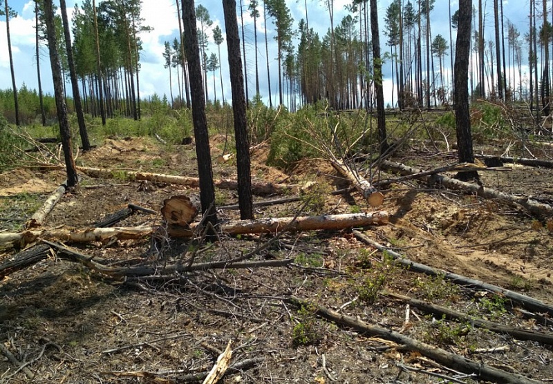 Гринпис: Леса у Байкала в опасности