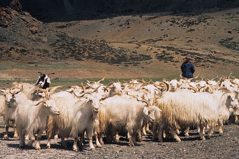Монголия выделит 12 млн долларов на вакцинацию скота в следующем году 