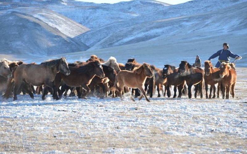 На зимовку в Монголии уйдут 61,8 млн голов скота