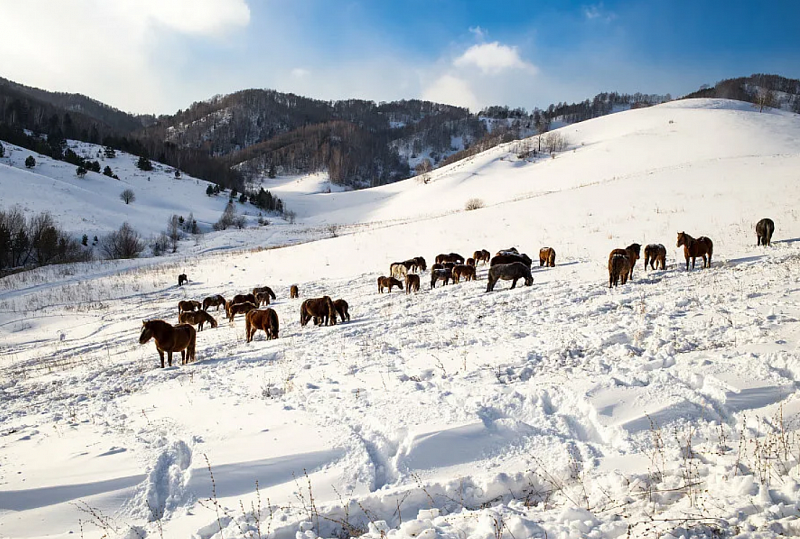 В Монголии из-за обильного снегопада около 110 сомонов могут пострадать от бескормицы скота