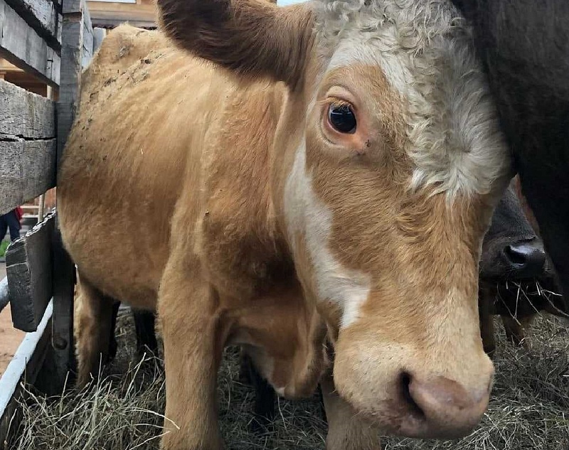 Тувинские коровы задействованы в бурятской социальной программе КРС