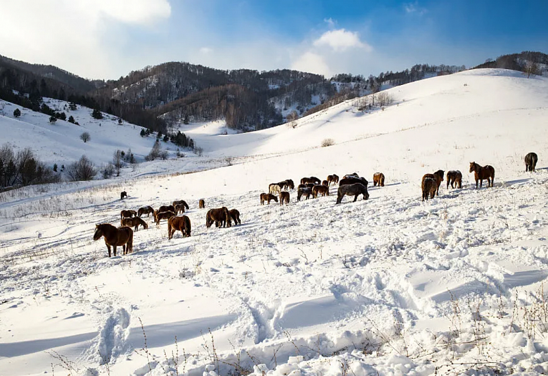 Из-за обильного снегопада 144 сомона в 11 монгольских аймаках могут пострадать от дзуда