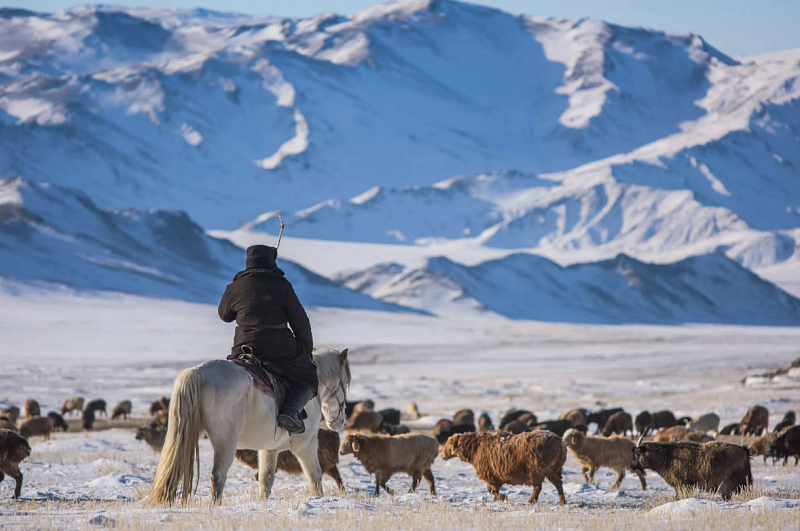 Около 180 тыс. голов скота погибли в Монголии от зимней бескормицы