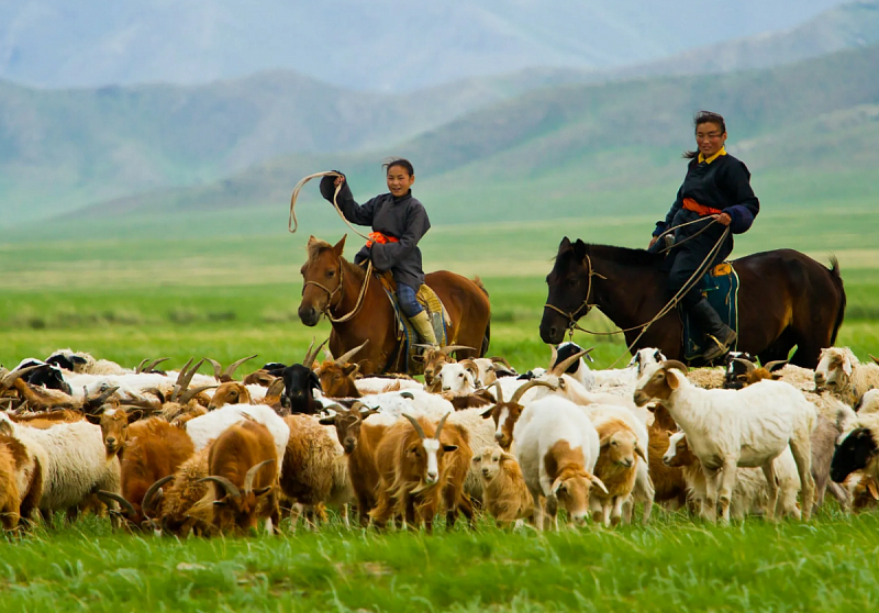 Дилемма экспорта мяса из Монголии