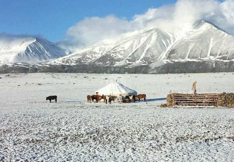 216 голов скота погибли от дзуда и бескормицы в монгольских аймаках Увс и Ховд