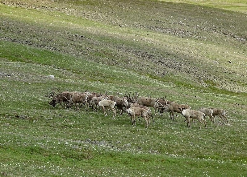 В Байкальском заповеднике исследовали популяцию дикого северного оленя