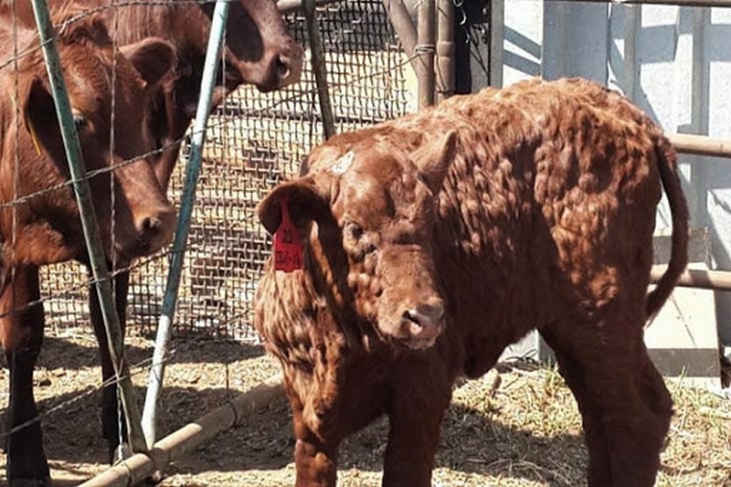 В Кяхтинском районе выявили очаги болезни домашнего скота