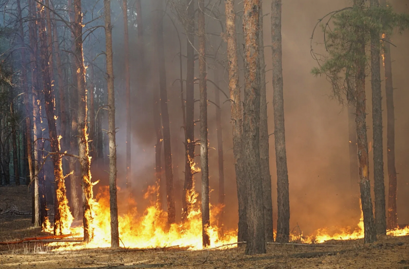 Рослесхоз: в Республике Бурятия до ближайшего лесного пожара около 500 км  