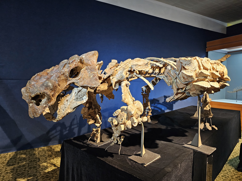 Выставка “Самые интересные экспонаты о динозаврах в сомоне Зуунмод” проходит в аймаке  Тув