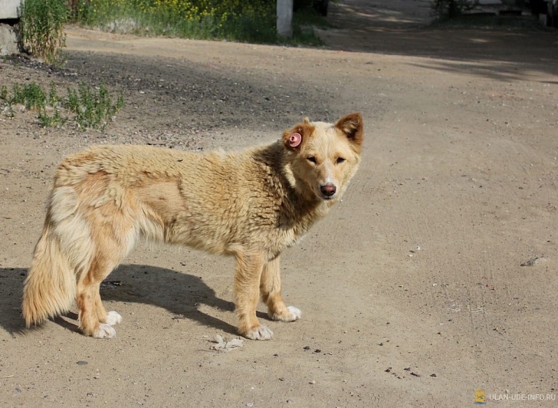 Отлов бродячих собак в Улан-Удэ будет проводиться в две смены