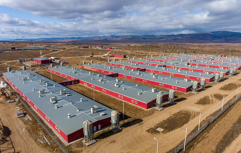 Сибагро построит в Монголии свинокомплекс для производства 18 000 тонн свинины в год